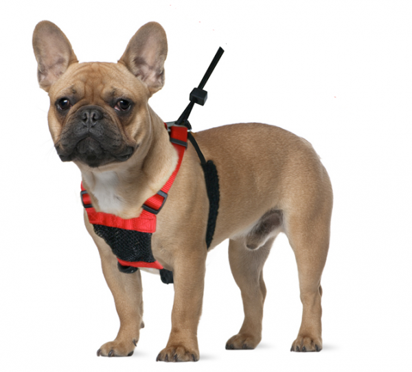 Shop for the newest Pet Supplies, Food & Accessories Online